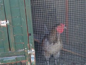 2020-11-21-14-08-12 the rooster we rescued at his new home with Bede.jpg